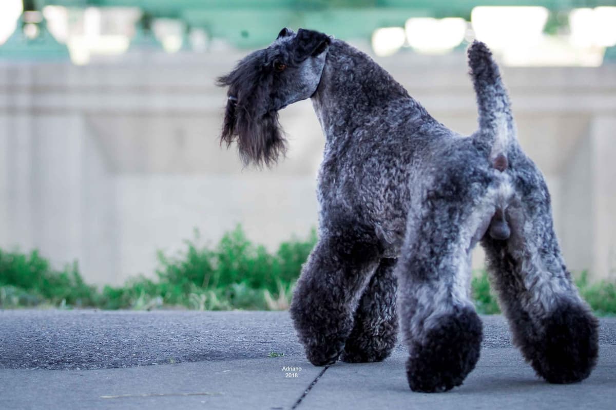 Kerry Blue Terrier Puppies breeder image 4