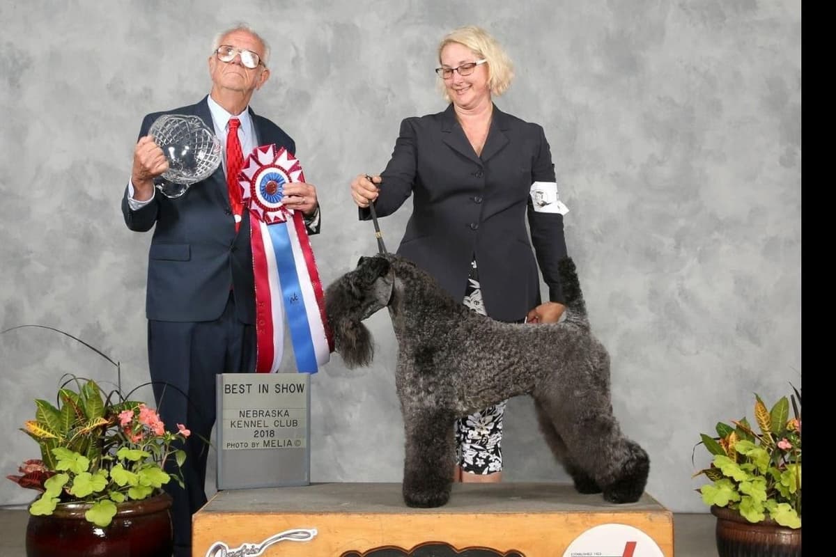 Kerry Blue Terrier Puppies breeder image 5