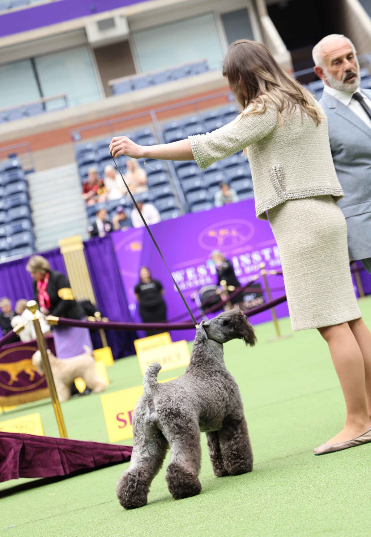 Kerry Blue Terrier Puppies breeder image 7