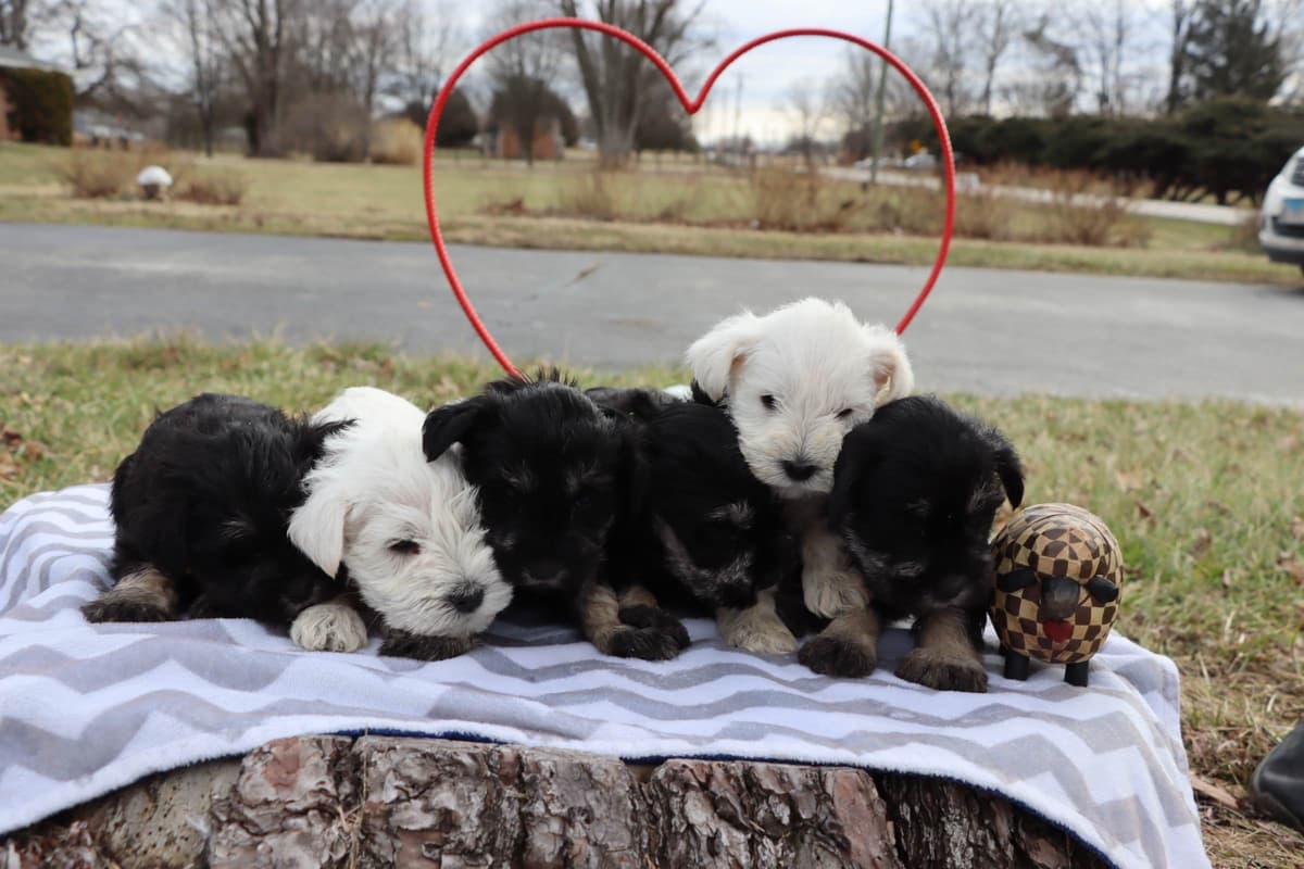 Miniature Schnauzer Puppies breeder image 1