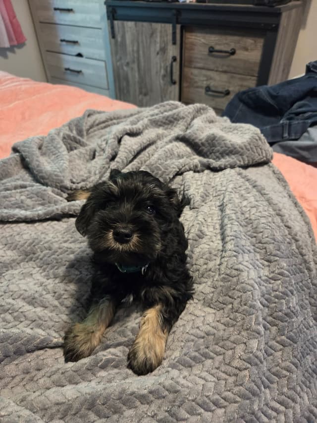 Miniature Schnauzer Puppies media 3