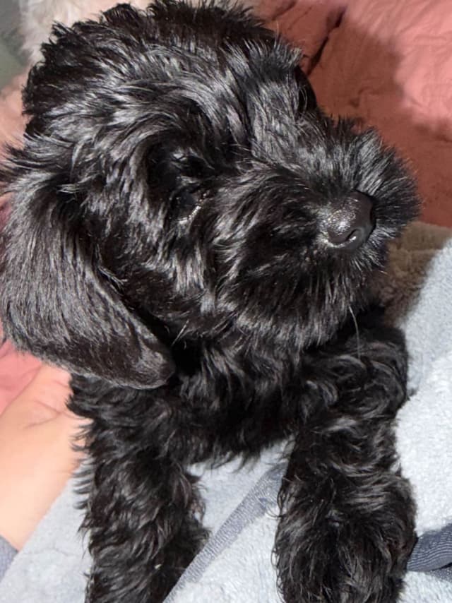 Miniature Schnauzer Puppies media 6