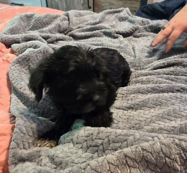 Miniature Schnauzer Puppies media 5