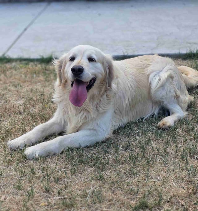 Golden Retriever Puppies media 2