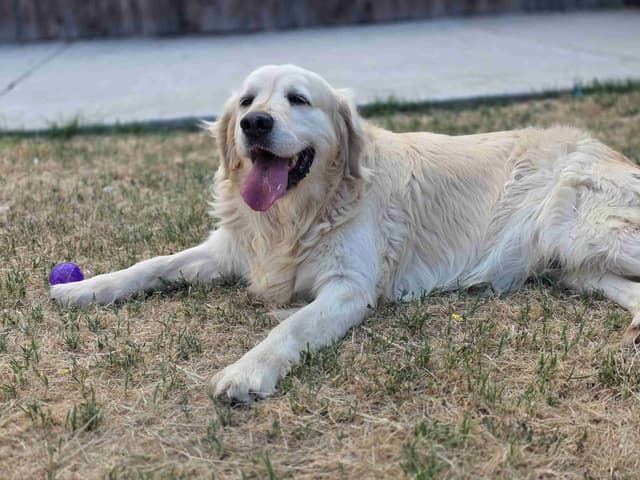 Golden Retriever Puppies media 4