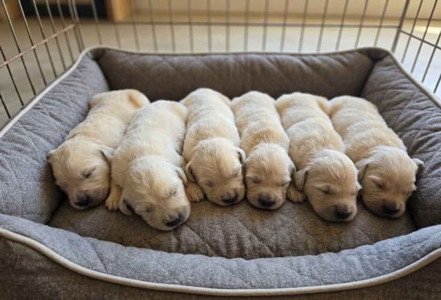 Golden Retriever Puppies media 5