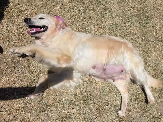 Golden Retriever Puppies media 7