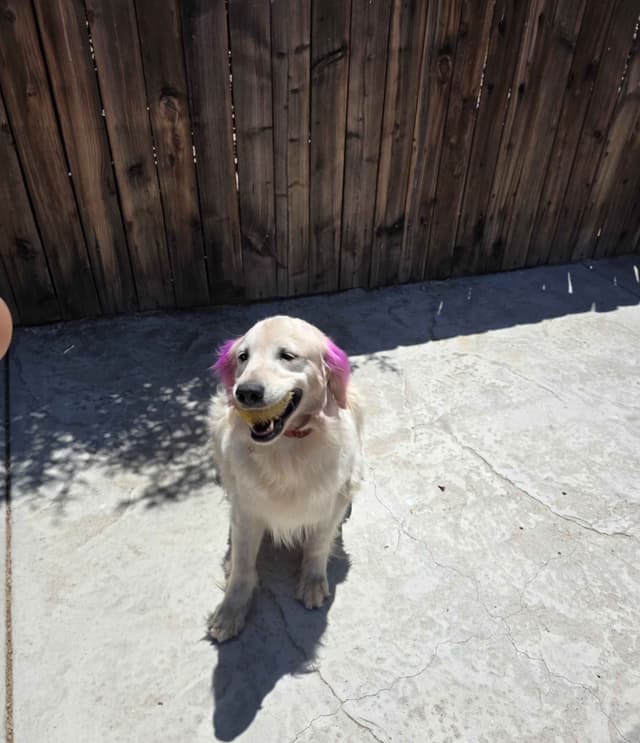 Golden Retriever Puppies media 8