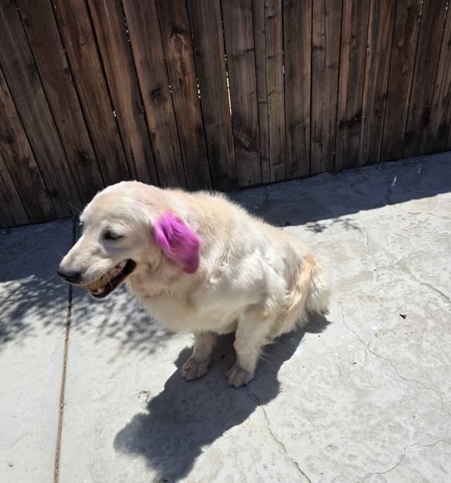 Golden Retriever Puppies media 9