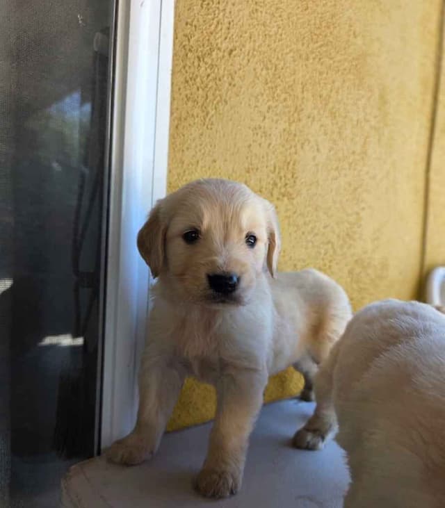 Golden Retriever Puppies media 10
