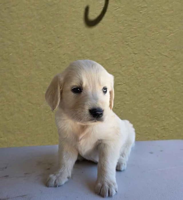 Golden Retriever Puppies media 11