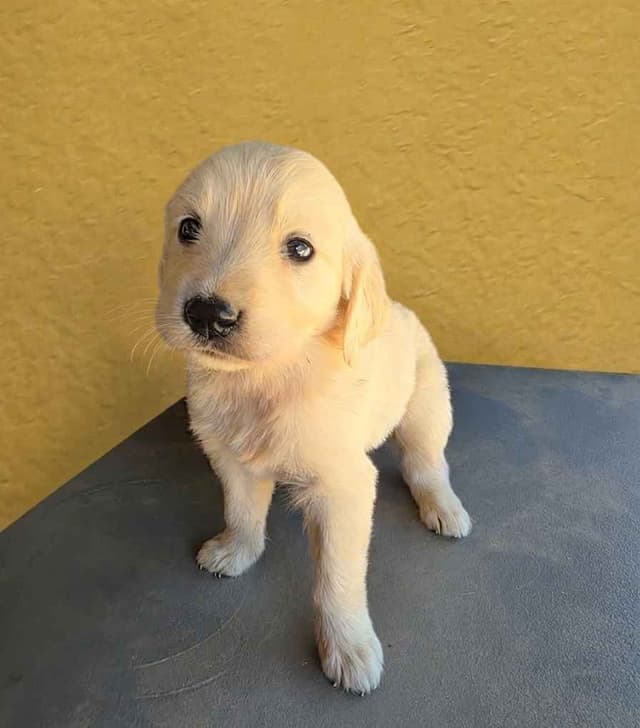 Golden Retriever Puppies media 13
