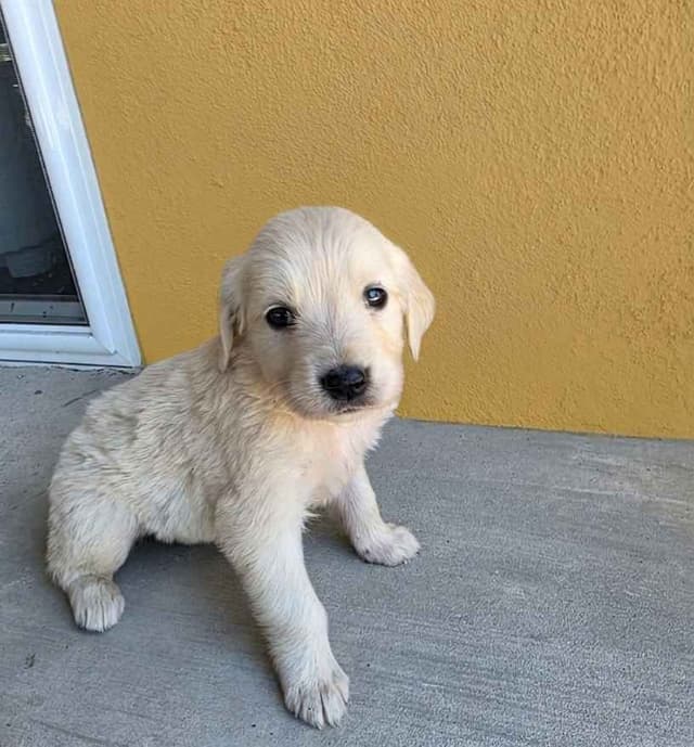 Golden Retriever Puppies media 14