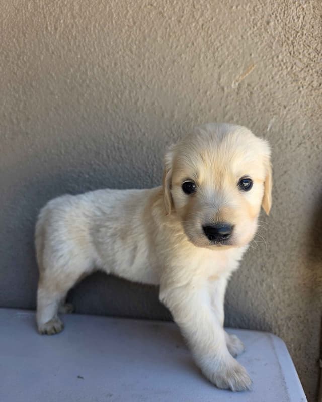 Golden Retriever Puppies media 15