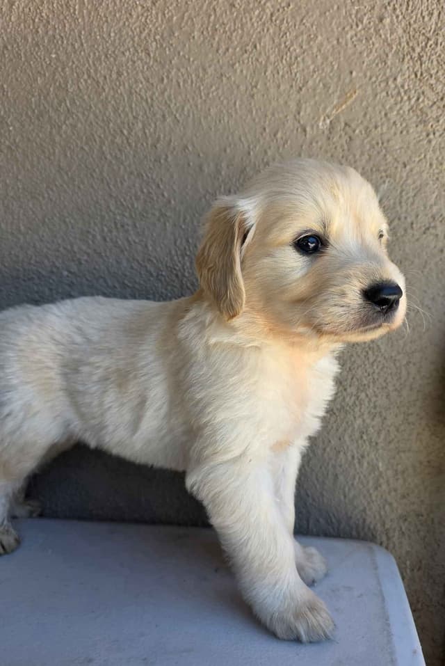 Golden Retriever Puppies media 16