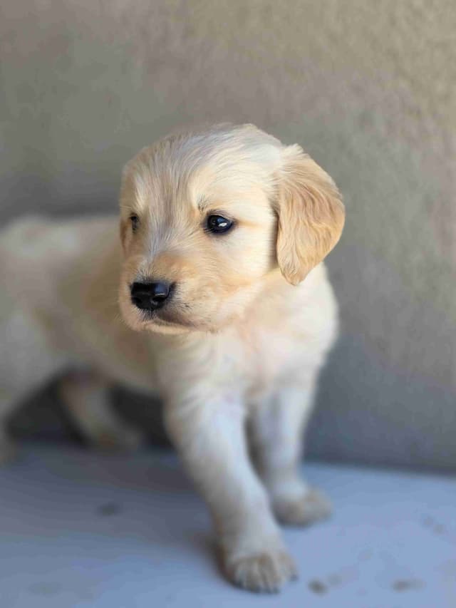 Golden Retriever Puppies media 18