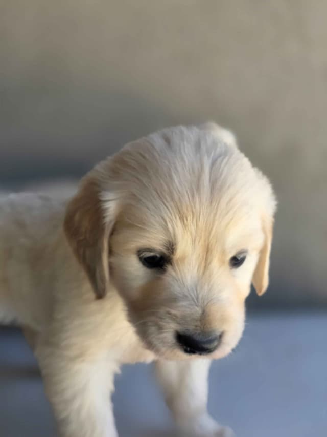 Golden Retriever Puppies media 19