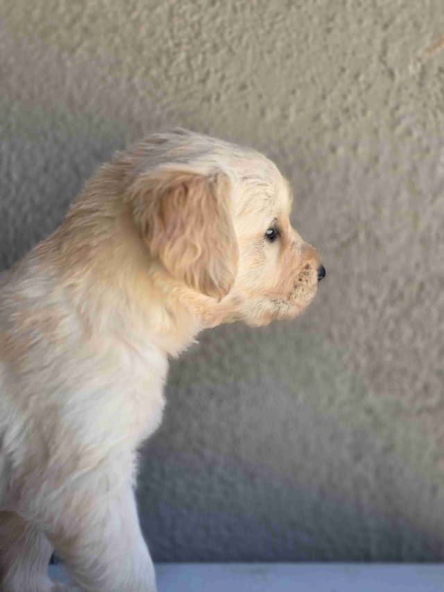Golden Retriever Puppies media 21