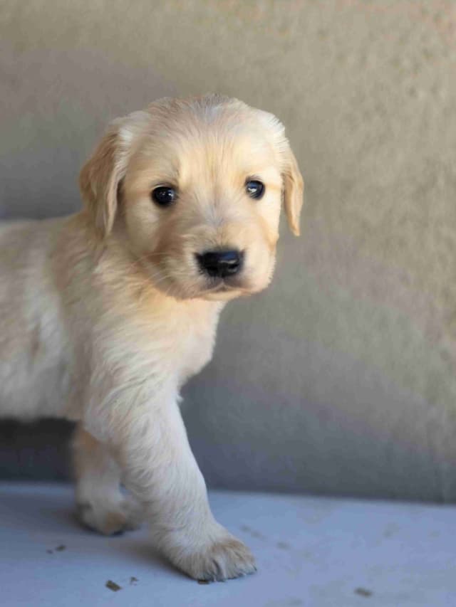 Golden Retriever Puppies media 20