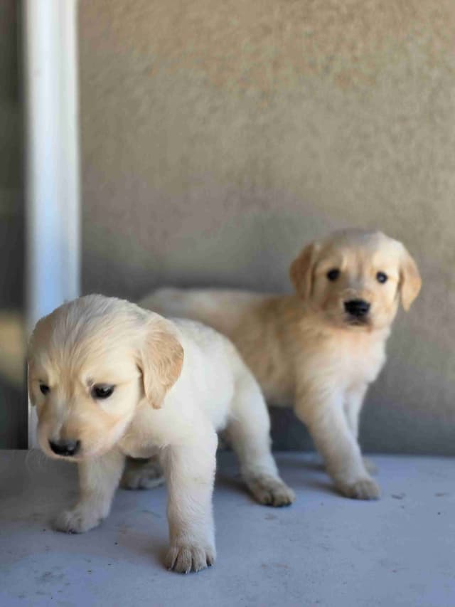 Golden Retriever Puppies media 22