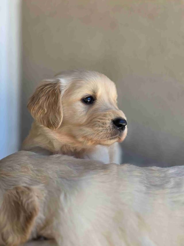 Golden Retriever Puppies media 23
