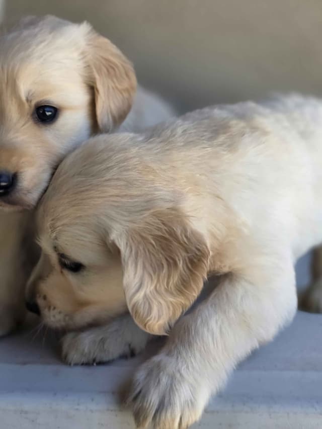 Golden Retriever Puppies media 24