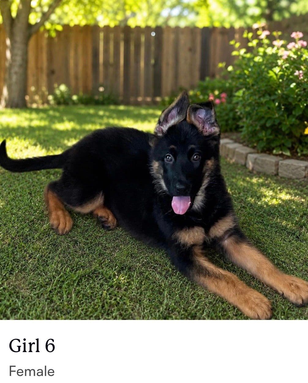 German Shepherd Dog Puppies breeder image 4