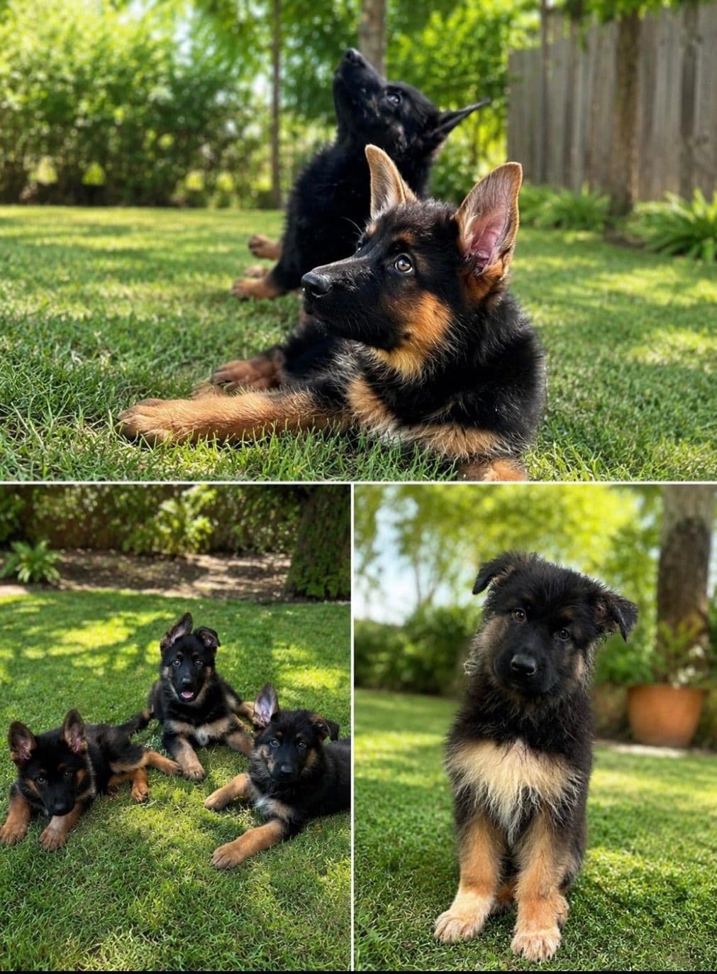 German Shepherd Dog Puppies breeder image 6
