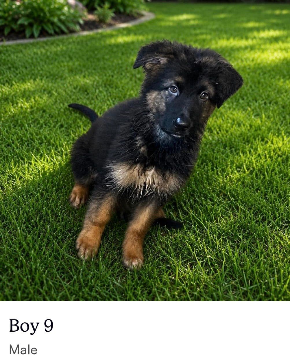 German Shepherd Dog Puppies breeder image 9