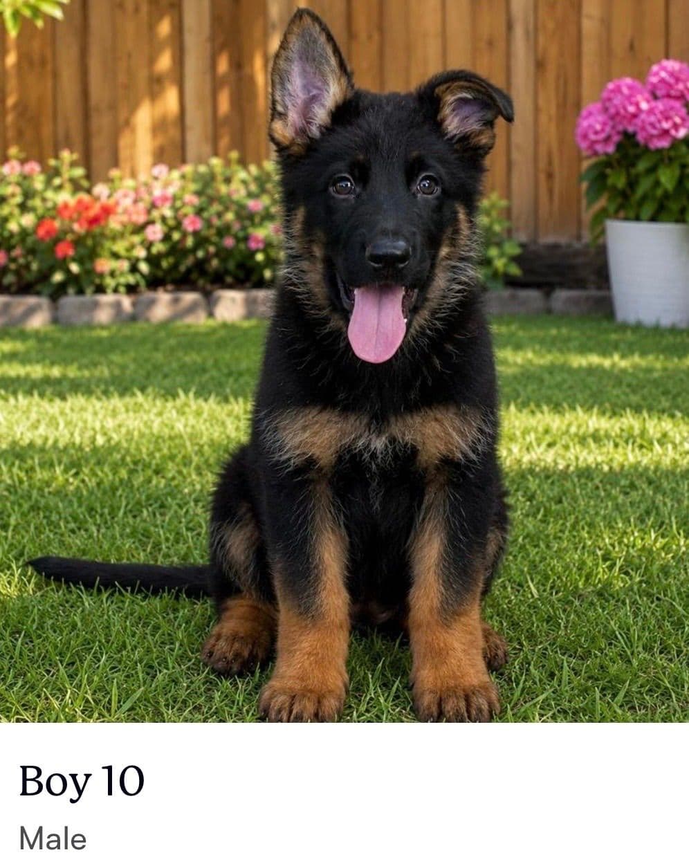 German Shepherd Dog Puppies breeder image 10