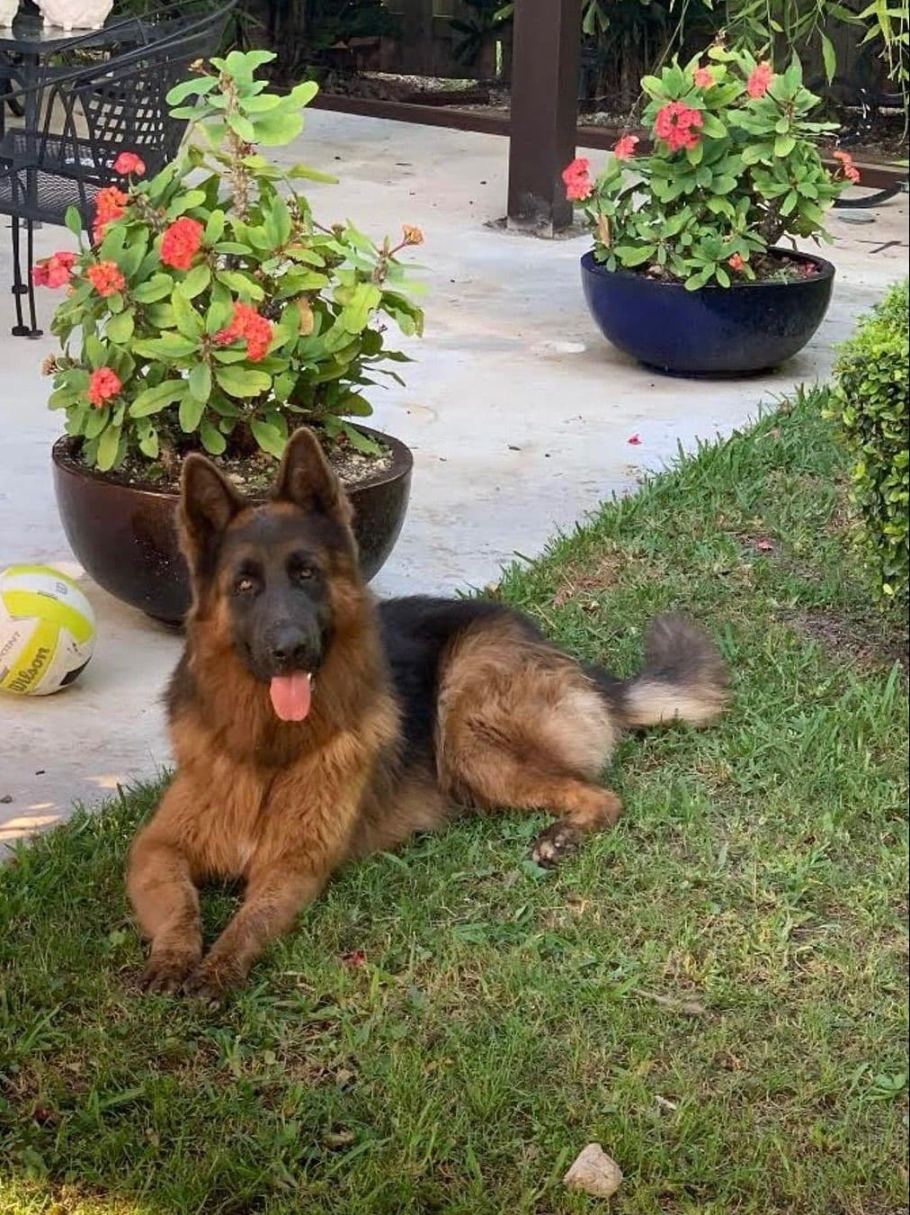 German Shepherd Dog Puppies breeder image 13