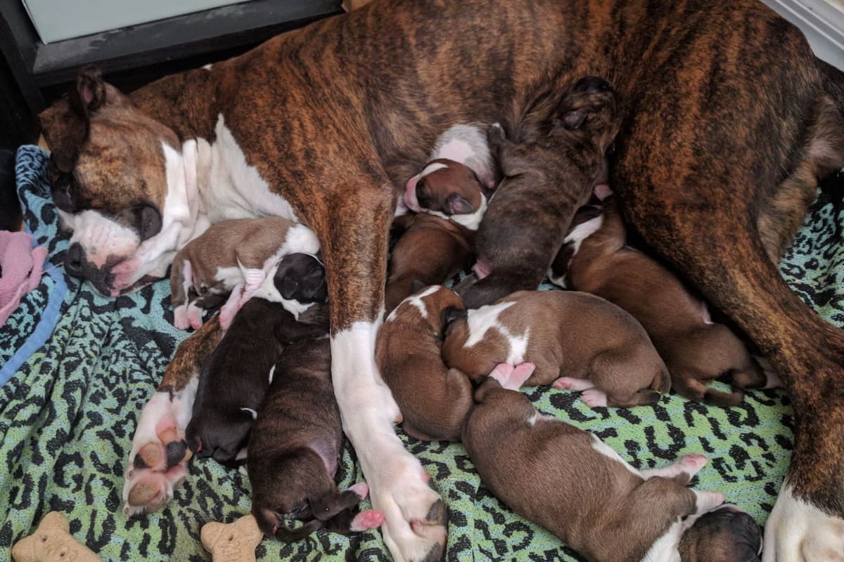 Boxer Puppies breeder image 7