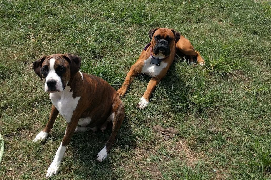 Boxer Puppies breeder image 6