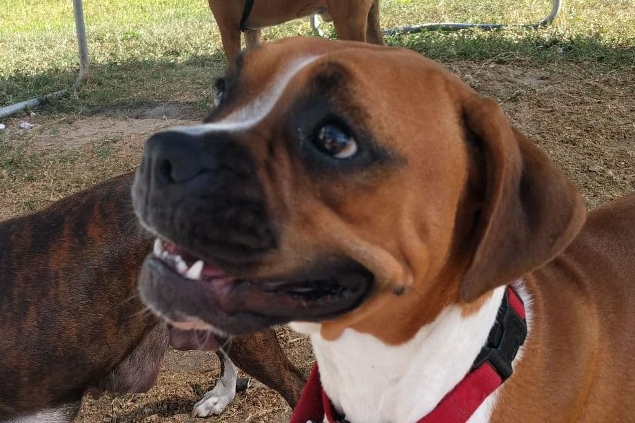 Boxer Puppies breeder image 5