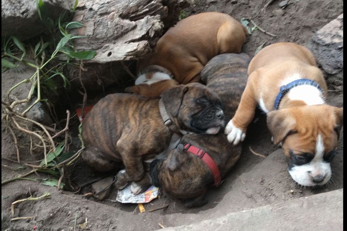 Boxer Puppies breeder image 4