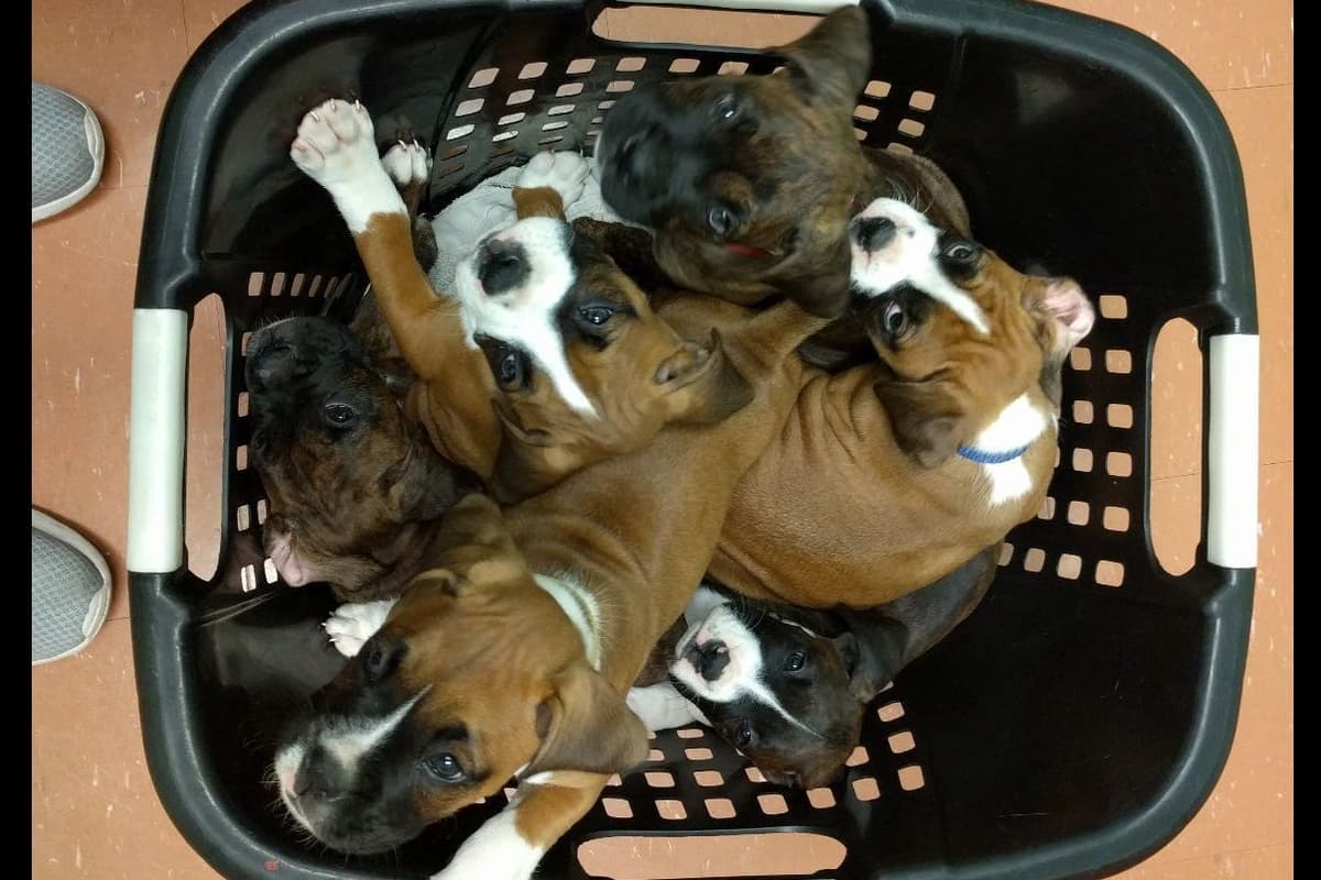 Boxer Puppies breeder image 3