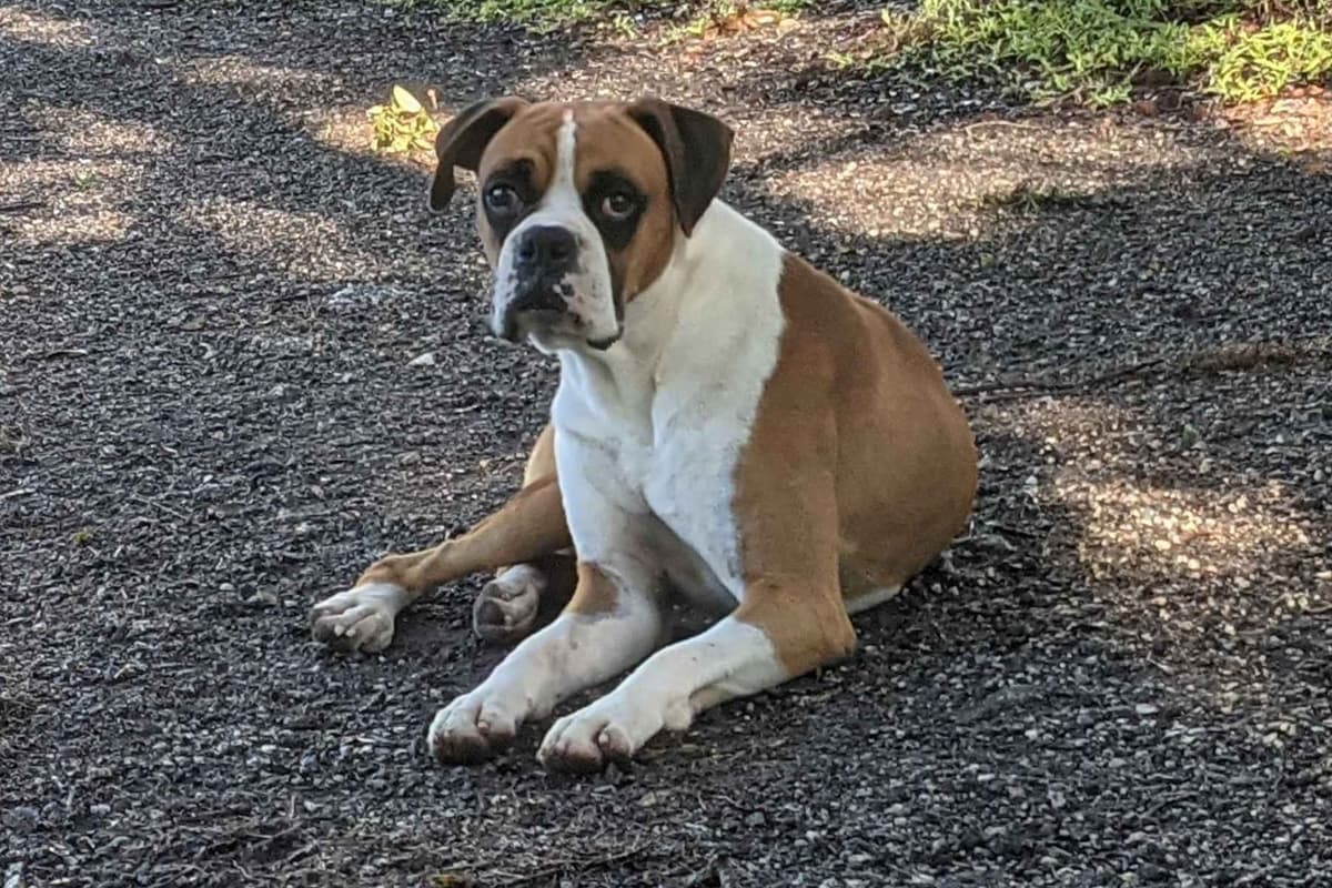 Boxer Puppies breeder image 10