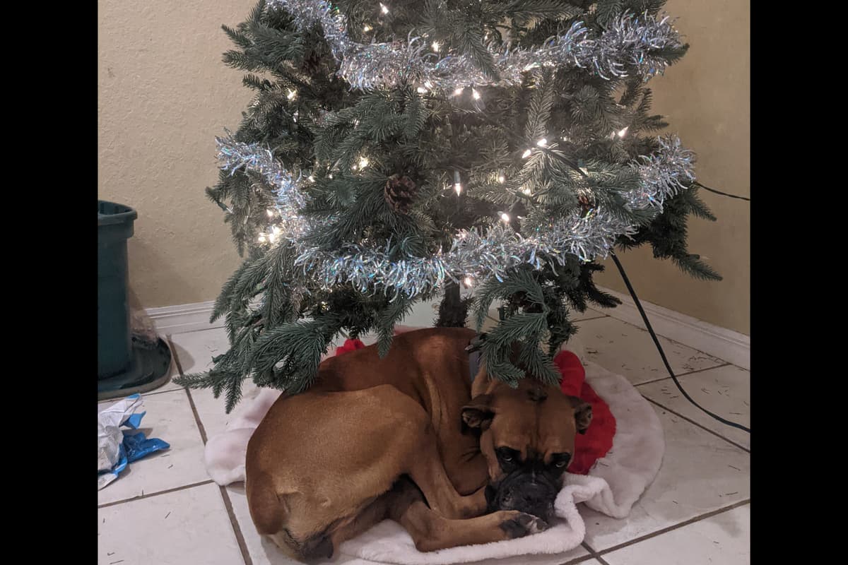 Boxer Puppies breeder image 11