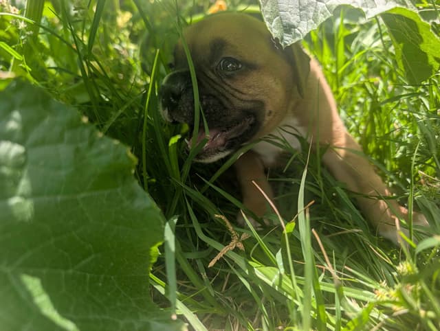 Boxer Puppies media 2