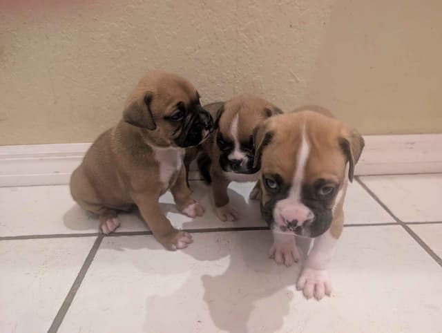 Boxer Puppies media 3
