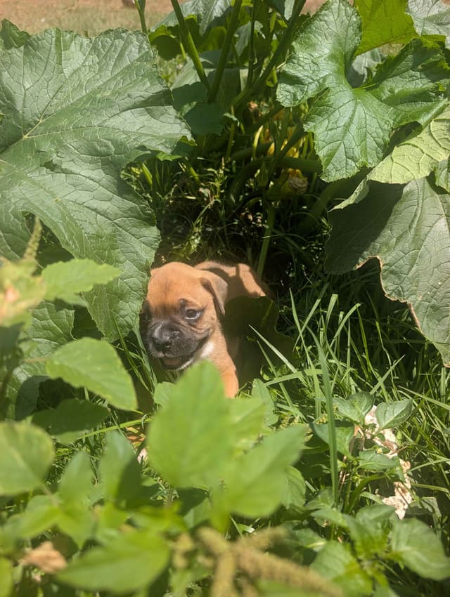 Boxer Puppies media 4