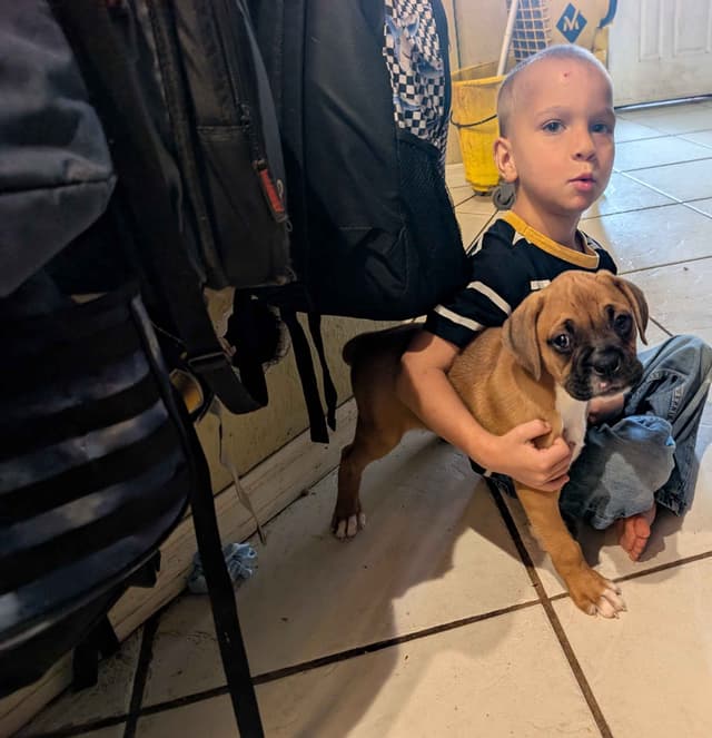 Boxer Puppies media 5