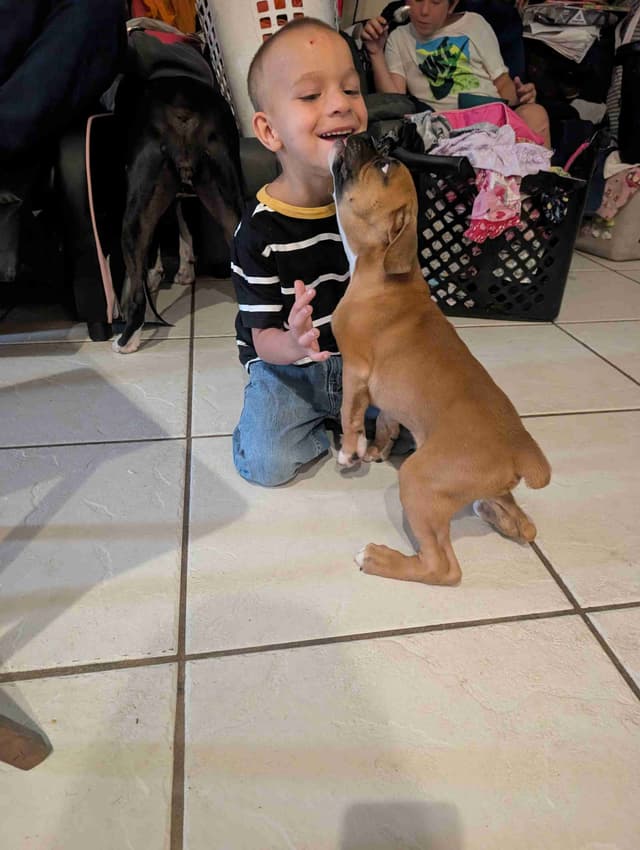 Boxer Puppies media 6