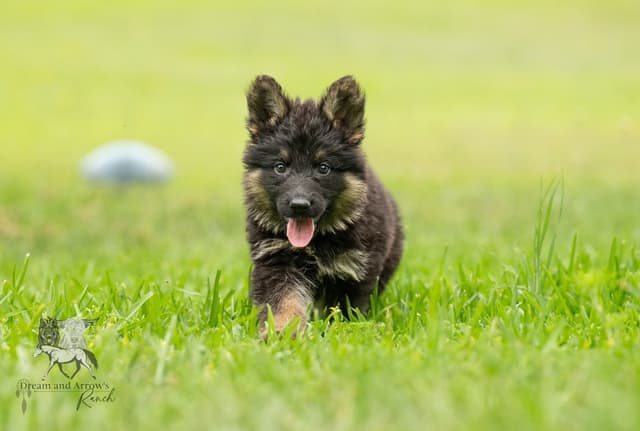 Long Coat AKC German Shepherd Puppies media 3