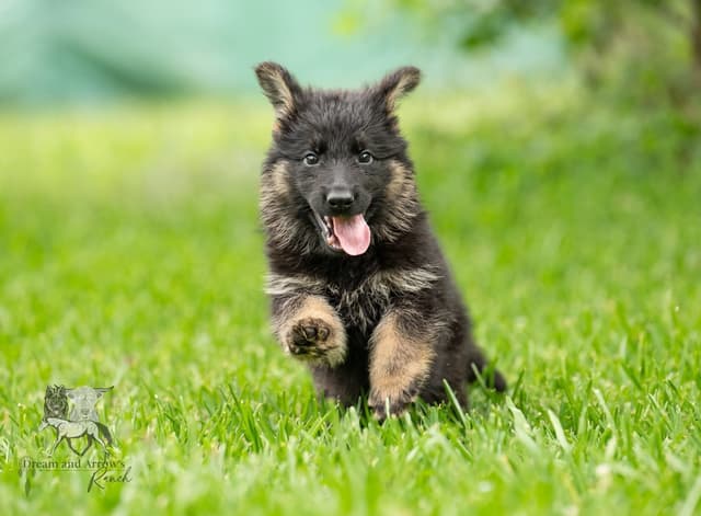 Long Coat AKC German Shepherd Puppies media 2