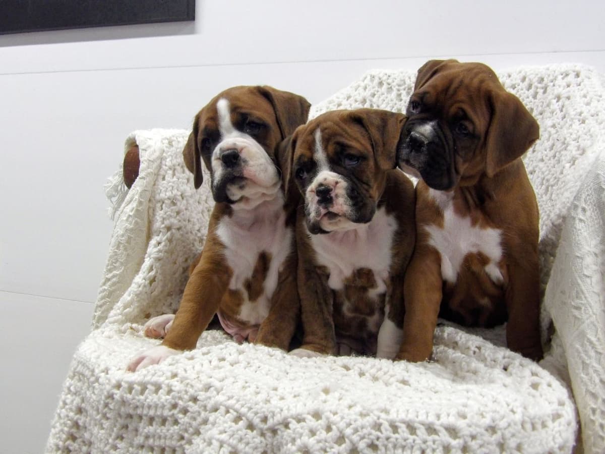 Boxer Puppies breeder image 1