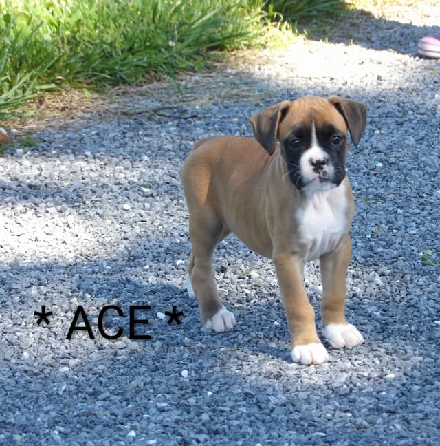 Boxer Puppies media 2