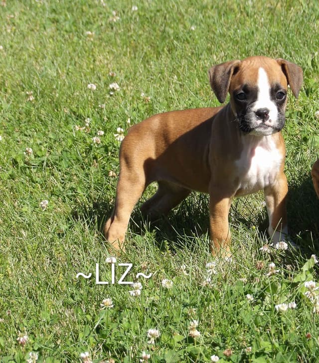 Boxer Puppies media 3