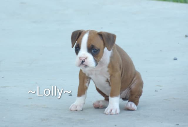 Boxer Puppies media 4