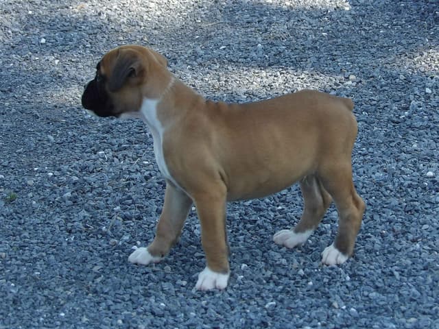 Boxer Puppies media 5
